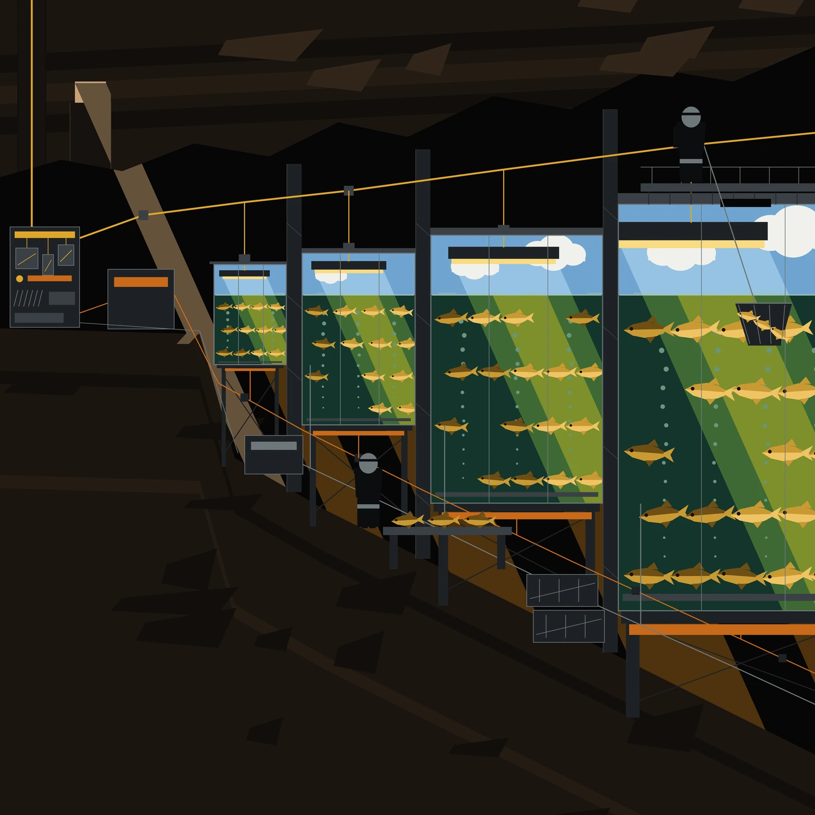 An artistic imagining, not real hardware. A square picture in flat unshaded colour, almost entirely black-brown basalt, showing the inside of a lava tube on Mars used as a fish farm. The tube runs from the upper left to the lower right and four tall glass tanks stand in a row down its descending floor, each one larger than the last, the nearest cut off by the right edge of the frame. The water in every tank stands at exactly the same height, one unbroken horizontal across the picture. Below that line the water is deep green and holds ranks of large gold fish, all facing left, spaced on a regular lattice, with columns of small pale bubbles rising from a bar on the floor of each tank. Above the line, sealed under a steel lid, the air space of every tank is a bright blue daylight sky with flat white cumulus clouds in it, and a lamp bar burning pale gold hangs inside that sky on a cable that comes down through the lid. From each lamp a hard edged wedge of light leans down to the right through the sky and into the water, brightening the fish it crosses, and continues out across the rock beyond the glass. Every wedge in the picture leans at the same angle, including one dim shaft of pale daylight falling from a collapse pit in the roof at the upper left onto bare rock, far from the tanks. At the far left a cable comes down a bored shaft in the roof to a dark switchboard with gold bars and breakers; from it a gold trunk cable runs along the roof and drops one feeder into every tank lid, an orange heat circuit runs down under the tank line to orange heater strips at each tank base, and a pale pipe from a blower runs along the floor to the bubble bars. A faceless suited figure stands on a walkway on top of the nearest tank, seen from behind, lowering a dip net with fish in it through an open hatch. A second faceless figure stands on the tube floor beside a bench of cut fish, with two crates stacked nearby. There is no text, no lettering and no insignia anywhere. Nothing shown here exists.